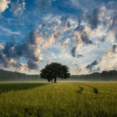 tree-247122_1280
